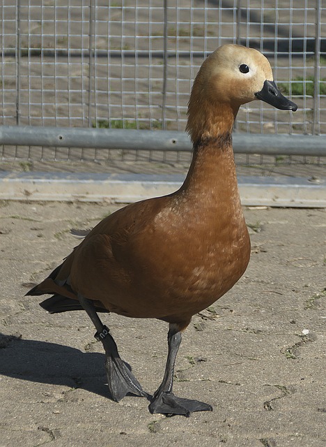 从后场到前